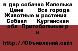 в дар собачка Капелька › Цена ­ 1 - Все города Животные и растения » Собаки   . Курганская обл.,Притобольный р-н